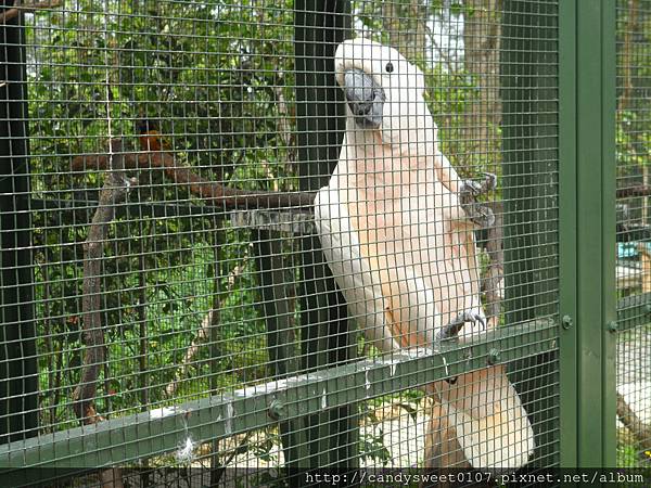 森林鳥花園