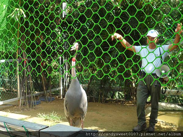 森林鳥花園