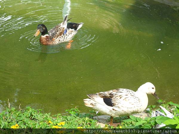 森林鳥花園