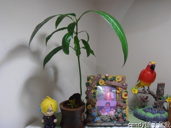 種子盆栽-芒果 種子盆栽-芒果
