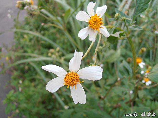 (菊科)大花咸豐草