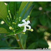 (夾竹桃科)蘭嶼山馬茶