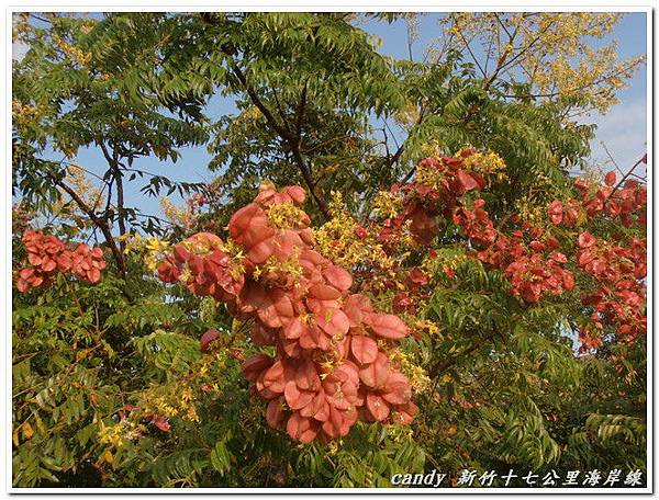 (無患子科)台灣欒樹