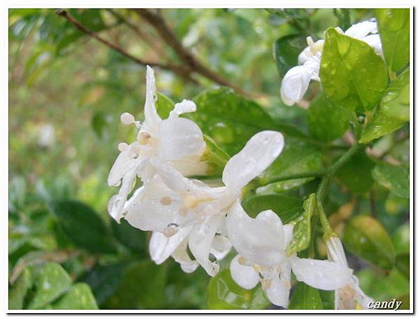 (芸香科)月橘(七里香)