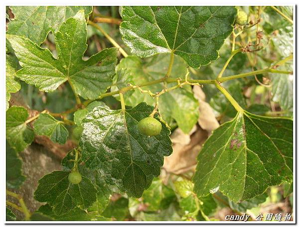 (葡萄科)漢氏山葡萄