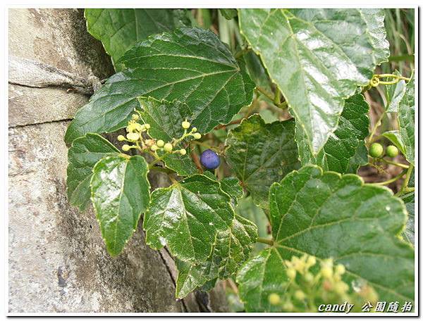 (葡萄科)漢氏山葡萄