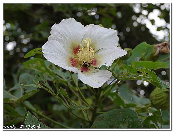 (錦葵科)山芙蓉