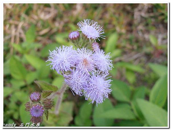 (菊科)紫花藿香薊