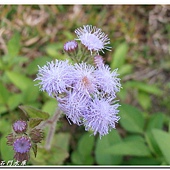 (菊科)紫花藿香薊