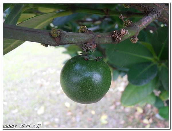(藤黃科)福木的綠色果實