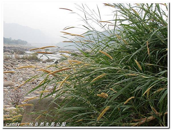 (禾本科)狗尾草