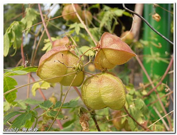 (無患子科)倒地鈴