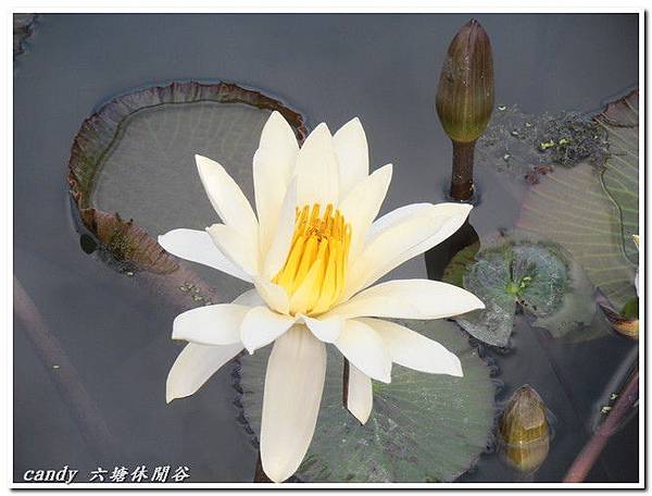 (睡蓮科)齒葉睡蓮