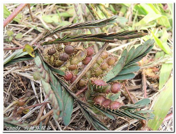 (豆科)含羞草的種子
