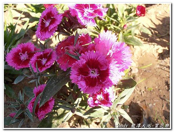 (石竹科)五彩石竹