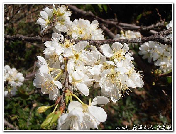 (薔薇科)李花