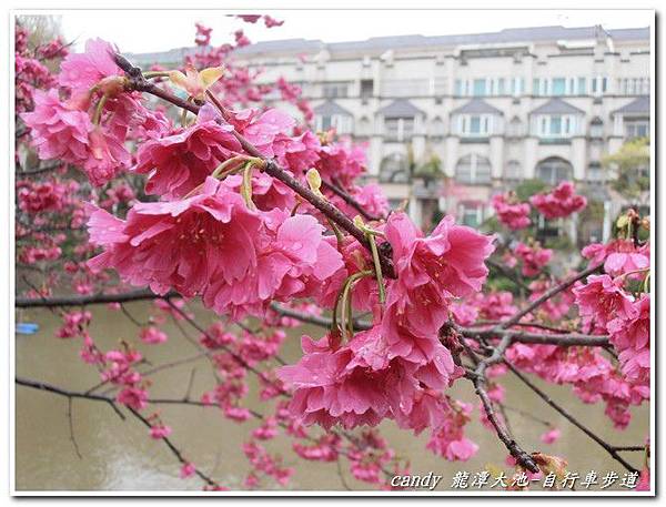 (薔薇科)山櫻花