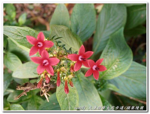 (茜草科)繁星花