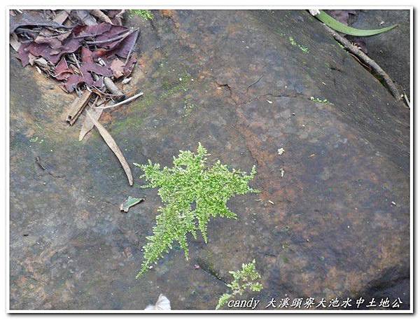 (青蘚科)羽枝青蘚--莖蔓生，匍匐生長，不規則分枝至羽狀分枝。