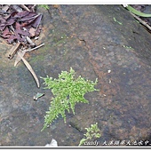 (青蘚科)羽枝青蘚--莖蔓生，匍匐生長，不規則分枝至羽狀分枝。