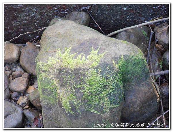 (青蘚科)羽枝青蘚--莖蔓生，匍匐生長，不規則分枝至羽狀分枝。