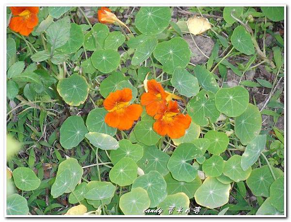 (金蓮花科)金蓮花