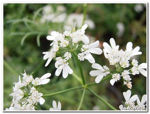 (繖形花科)芫荽(香菜)