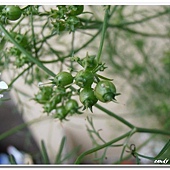 (繖形花科)芫荽(香菜)種子