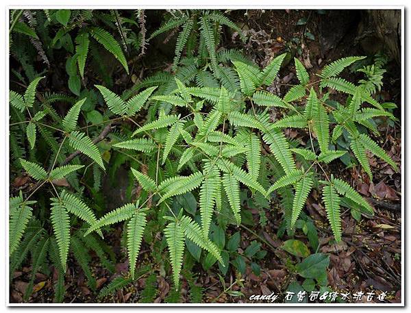 (裏白科)蔓芒萁，其葉子有如蝴蝶形狀。葉片呈多回假二叉分枝。分枝不等長。