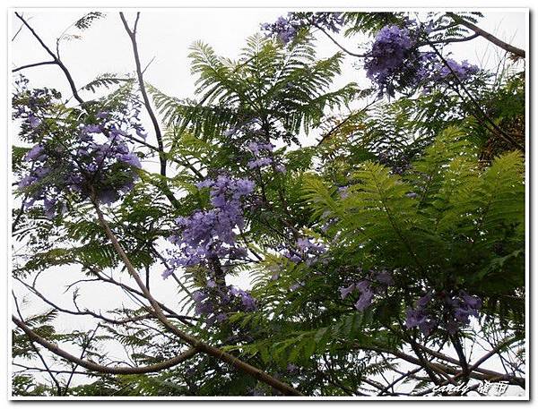 野花野草圖鑑 紫葳科 藍花楹 生活記錄 痞客邦pixnet 野花野草圖鑑 紫葳科 藍花楹 生活記錄 痞客邦pixnet