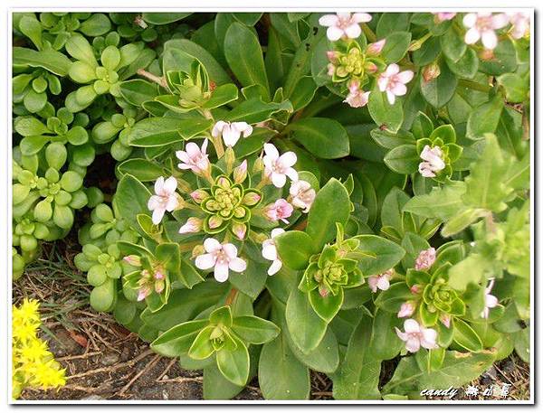 (報春花科)茅毛珍珠菜