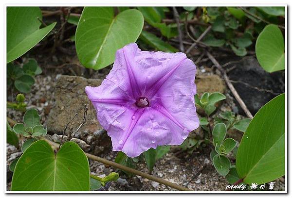 (旋花科)馬鞍藤