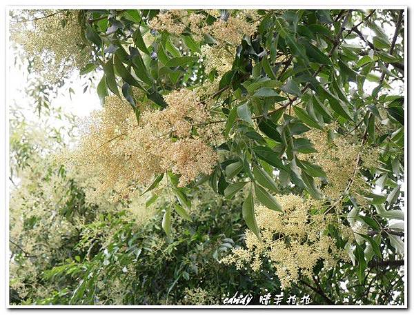 (木犀科)光臘樹的花