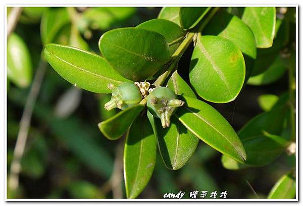 (黃楊科)黃楊果實