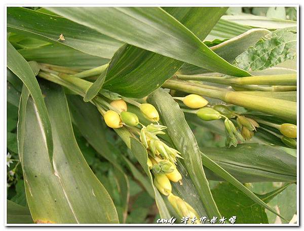 (禾本科)薏苡仁