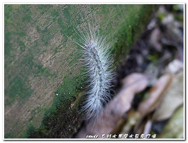 (燈蛾科)閃光苔蛾的幼蟲