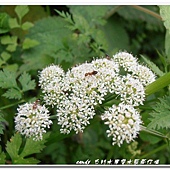 (繖形花科)水芹菜