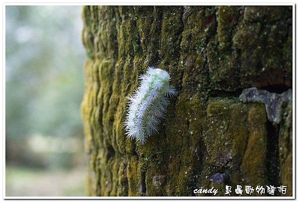 (刺蛾科)褐邊綠刺娥