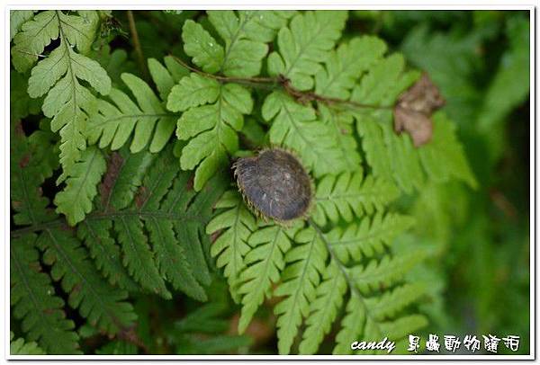 (扁蝸牛科)台灣盾蝸牛