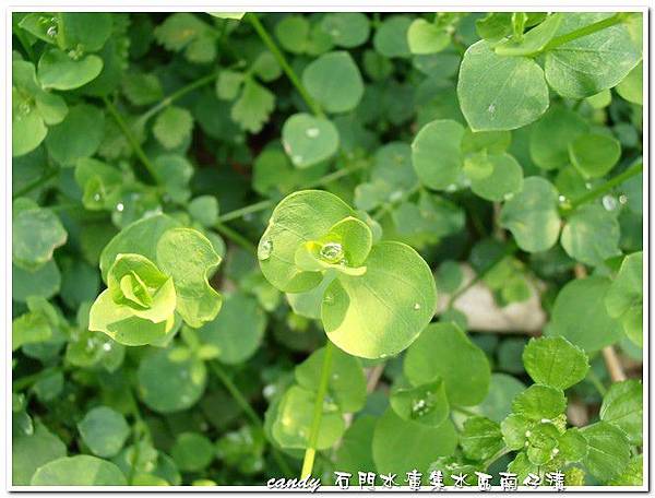 (石竹科)菁芳草