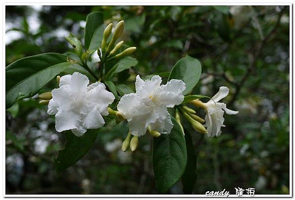 (夾竹桃科)馬茶花