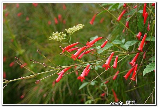 (玄參科)炮竹紅