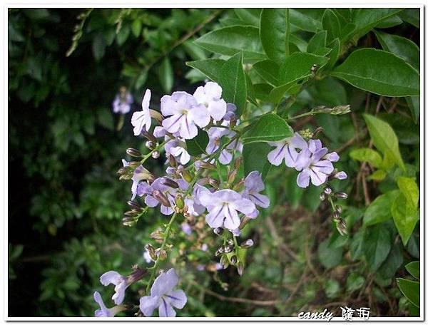 (馬鞭草科)金露花