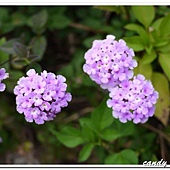 (馬鞭草科)蔓性紫花馬櫻丹