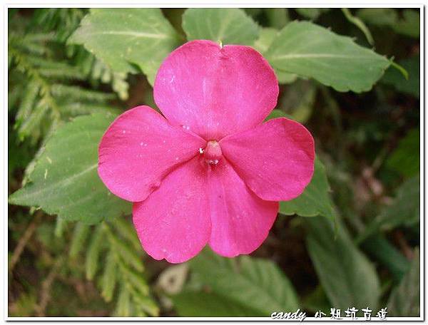 (鳳仙花科)非洲鳳仙花