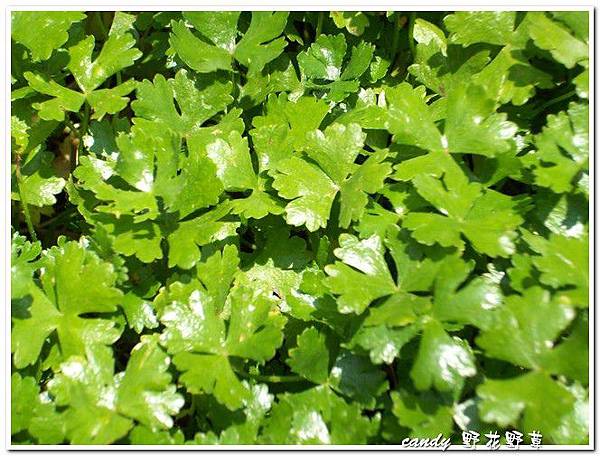 (繖形科)台灣天胡荽