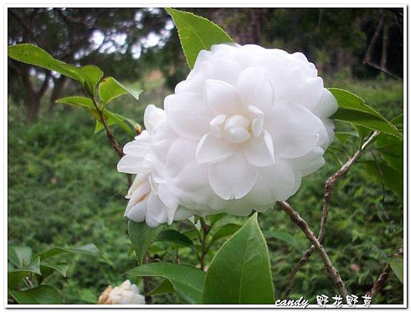 (山茶科)茶花