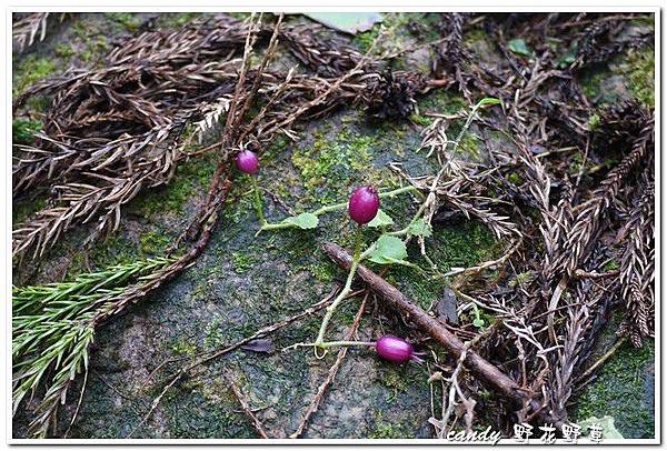 (桔梗科)普拉特草