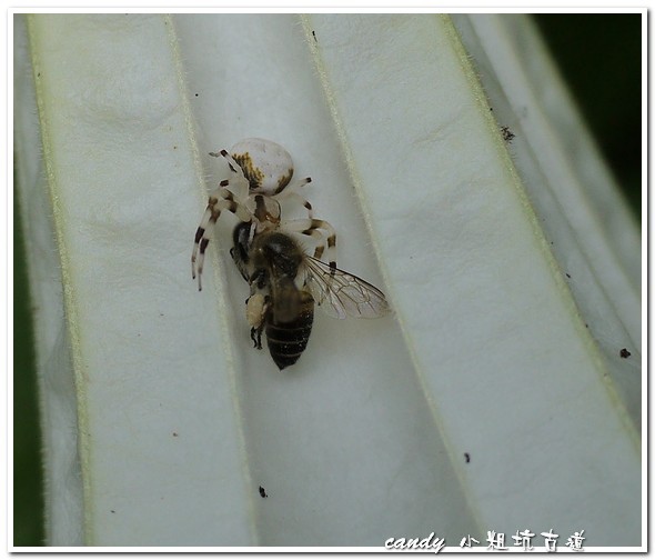 (蟹蛛科)三突花蛛 ，雌，頭胸背板及腹側有2條黑色縱帶，各步足節間具黑色斑。