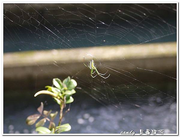 (長腳蛛科)大銀腹蛛